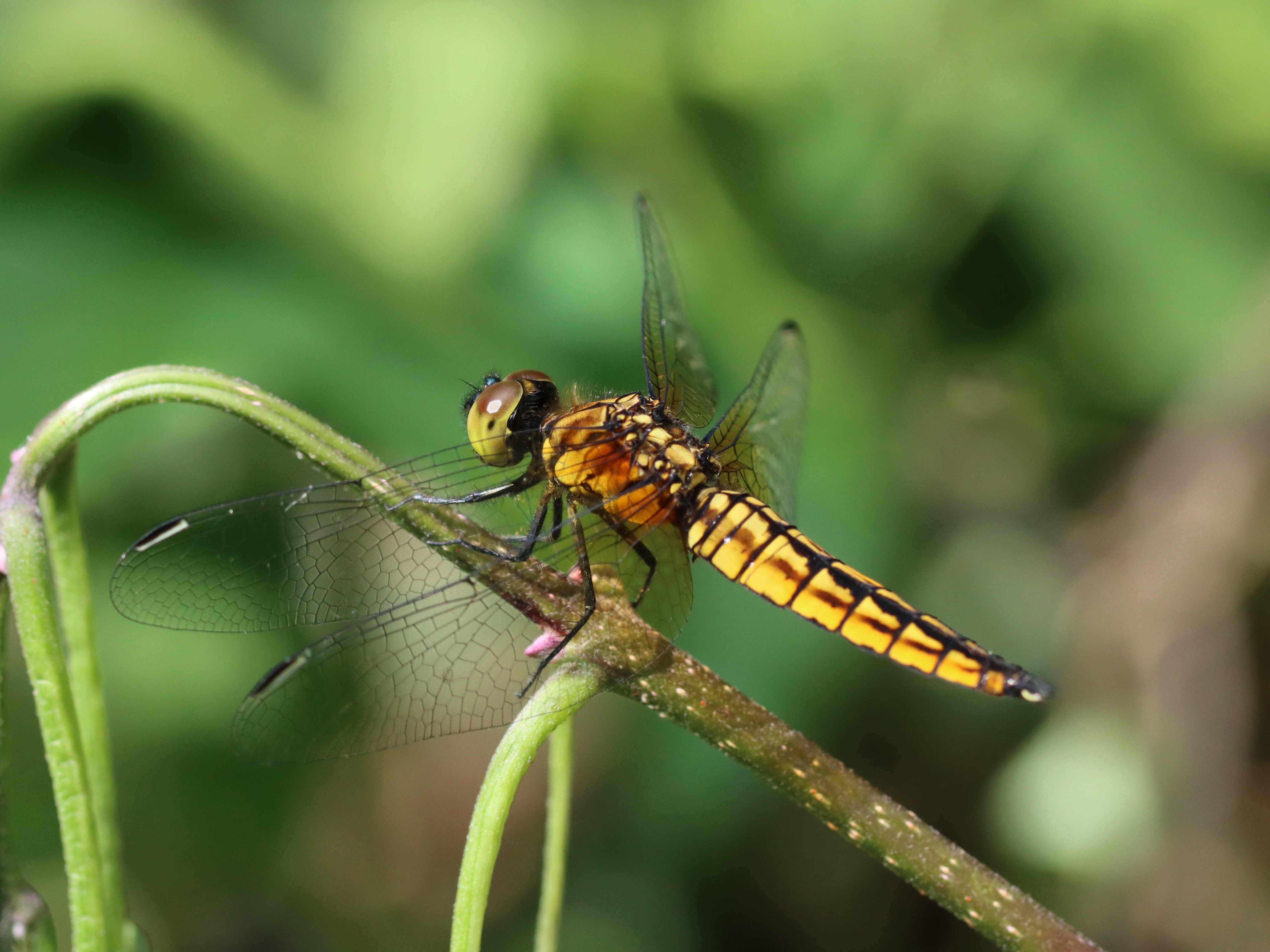 ハラビロトンボ